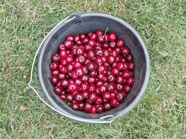 Ernte Beeren gesammelt im ein Eimer foto