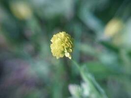 Wildblumen blühte im das Landschaft foto