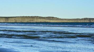 Meer, Klippen und Flamingos, Halbinsel Valdes, Patagonien foto