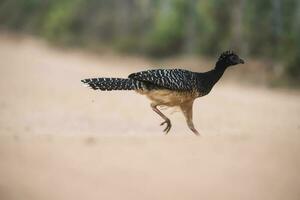 nackt konfrontiert Curassow, mato großo National Park, Brasilien foto