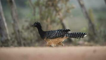 nackt konfrontiert Curassow, mato großo National Park, Brasilien foto