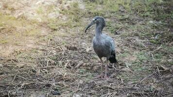 plump Ibis, mato Grosoo, Pantanal, Brasilien foto