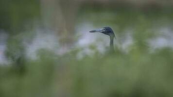 wenig Blau Reiher, Egretta Caerulea, Pantanal, Brasilien foto