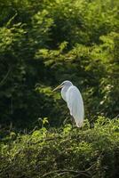 großartig Weiß Reiher im Wald Umfeld, Pantanal, Brasilien foto