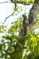 verbreitet Potoo, Nyctibius griseus, pantanal magrossense, Brasilien foto