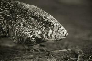 Argentinien schwarz und Weiß Tegu Eidechse, Pantanal, Brasilien foto