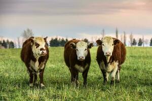 lenkt gefüttert auf natürlich Gras, Buenos Aires Provinz, Argentinien foto