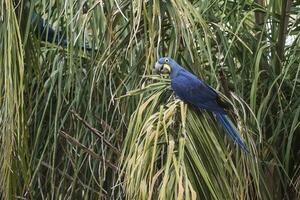 Hyazinthe Ara, Pantanal Wald, Brasilien foto