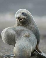 Antarktis Pelz Robbe, Arctophoca Gazella, ein Strand, antartisch Halbinsel. foto