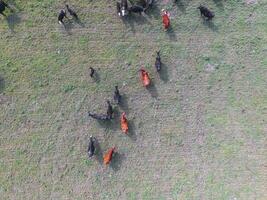 Trupp von Kühe im das Pampas Feld, Argentinien foto