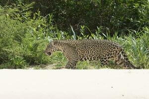 Jaguar Gehen auf das Banken von das cuiaba Fluss, Pantanal, Brasilien foto