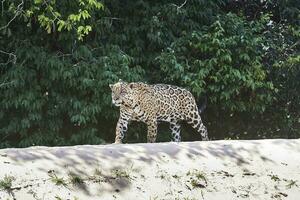 Jaguar Gehen auf das Banken von das cuiaba Fluss, Pantanal, Brasilien foto