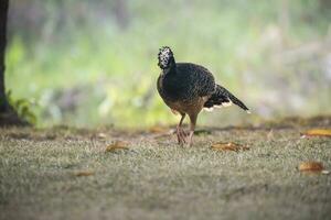 nackt konfrontiert Curassow, mato großo National Park, Brasilien foto