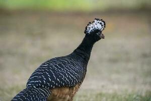 nackt konfrontiert Curassow, mato großo National Park, Brasilien foto