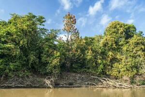 Amazonas Urwald zu Fluss Banken, Brasilien foto