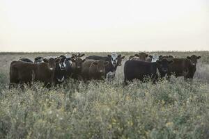 lenkt und Färsen angehoben mit natürlich Gras, Argentinien Fleisch Produktion foto