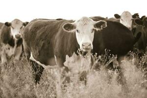 Argentinien Fleisch Produktion, Kühe gefüttert auf natürlich Gras. foto