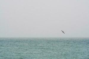 Riese Sturmvogel im Flug, Patagonien, Argentinien. foto