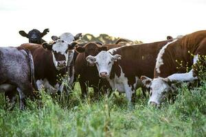 das Vieh Herde im das Pampas Landschaft, Argentinien Fleisch Produktion, la Pampa, Argentinien. foto