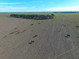 Fleisch Produktion, Vieh im Pampas Region, Antenne Ansicht, Argentinien foto