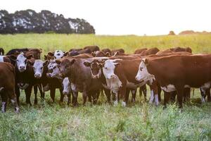 das Vieh Herde im das Pampas Landschaft, Argentinien Fleisch Produktion, la Pampa, Argentinien. foto