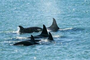 Gruppe von Mörder Wale Atmung auf das Oberfläche, Halbinsel Valdes, Patagonien, Argentinien. foto