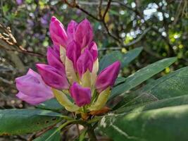 tolle Frühling Farben im Blumen, Besuch zu das botanisch Garten foto