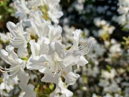 tolle Frühling Farben im Blumen, Besuch zu das botanisch Garten foto