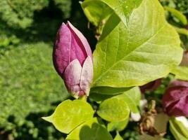 tolle Frühling Farben im Blumen, Besuch zu das botanisch Garten foto