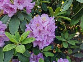 tolle Frühling Farben im Blumen, Besuch zu das botanisch Garten foto