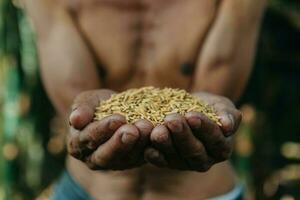 schließen oben Hand halten auf Samen ,Aussaat, Sämling, Landwirtschaft. Reis Samen im Sonne Licht foto