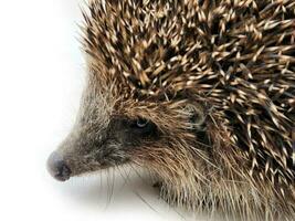 Igel. Igel Nahansicht. Igel Gesicht schließen oben foto