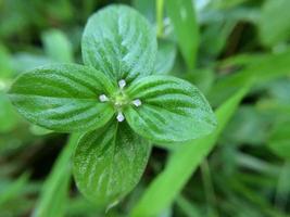 natürlicher botanischer Hintergrund foto