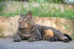 süß weiblich Katze Sitzung auf Beton Fußboden foto