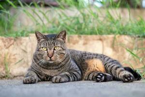 süß weiblich Katze Sitzung auf Beton Fußboden foto