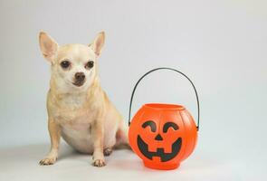 Rowe kurz Haar Chihuahua Hund Sitzung auf Weiß Hintergrund mit Plastik Halloween Kürbis Eimer. Haustier und Halloween Urlaub Konzept foto