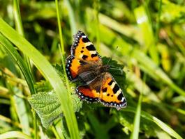 bunt europäisch klein Schildpatt Schmetterling Stehen auf stechend Nessel Blätter, Aglais Urticae, schön wild Insekt im sonnig Tag Sommer- Park im Vereinigtes Königreich foto