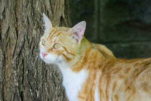 Gelb Katze gehen auf Planke draussen, Seite Sicht, Natur Grün Hintergrund foto