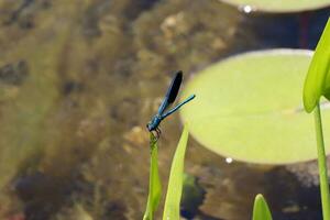 Blau Libelle Sitzung auf tot Baum Ast selektiv Fokus Makro Insekt Fotografie foto