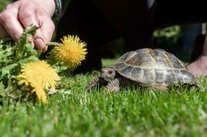 ein Mann Einspeisungen ein inländisch Schildkröte Gehen im das Gras während das Tag. nehmen Pflege von Ihre Haustier foto