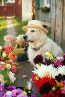 ein Weiß Labrador Retriever sitzt in der Nähe von Herbst Blumen mit ein Hut auf seine Kopf foto