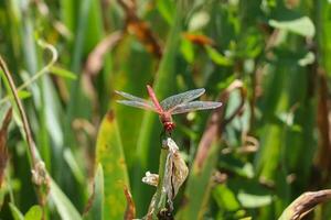 rot Libelle Sitzung auf tot Baum Ast selektiv Fokus Makro Insekt Fotografie foto