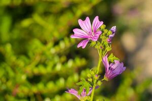 Fotos von wild Pflanzen und Wildblumen. Fotos von wild Orchideen.