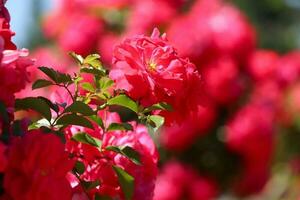 ein Menge von klein Rosa Rosen auf Busch Nahansicht im Sonnenuntergang Garten. Rosa Rosen Gebüsch Blühen foto