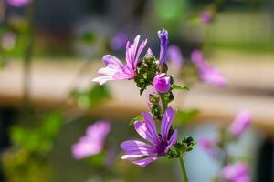 mehrfarbig Kosmos Blumen im Wiese im Frühling Sommer- Natur gegen Blau Himmel. selektiv Sanft Fokus. foto