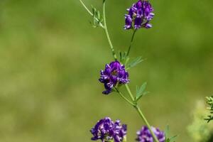 Fotos von wild Pflanzen und Wildblumen. Fotos von wild Orchideen.