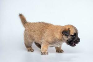 süß Neugeborene von Hündchen Hund isoliert auf Weiß Hintergrund, voll Körper Stehen von klein braun Hund foto