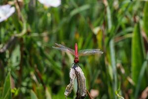 rot Libelle Sitzung auf tot Baum Ast selektiv Fokus Makro Insekt Fotografie foto