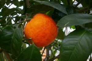 Nahansicht auf ein Blut Orange im ein Baum foto