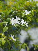 wrightia religiosa benth, kleine weiße blume, die im garten blüht, plantae apocynaceae foto